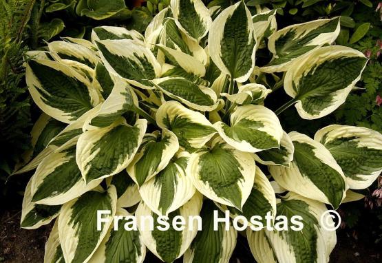 Hosta Patriot